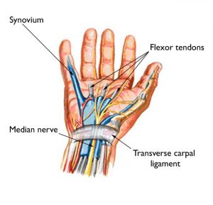 Hands-on Physical Therapy