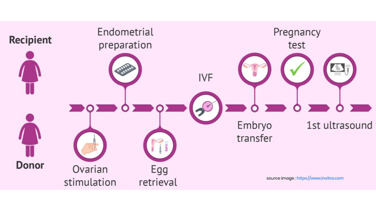 egg donation process