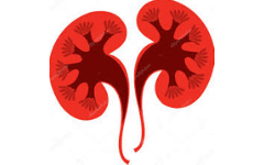 Renal Surgery