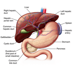 Liver Surgery