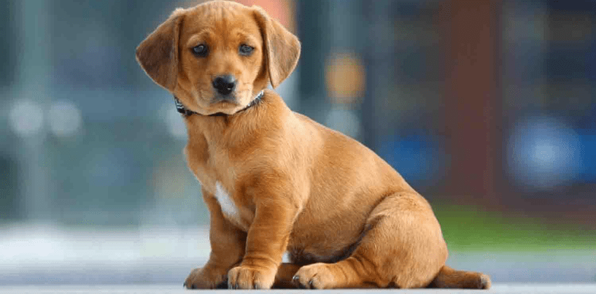 pet vitamins and supplements - pet supplement