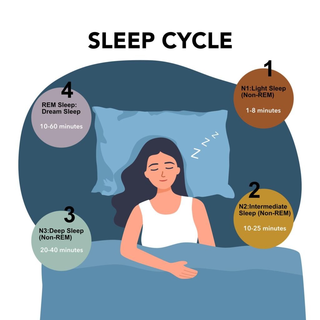 Understanding the stages of the human sleep cycle.