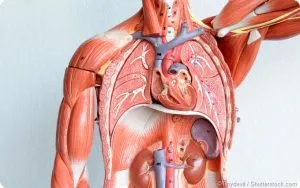 Cardiothoracic Surgeon